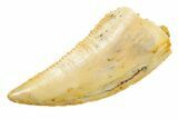 Serrated Raptor Tooth - Real Dinosaur Tooth #364834-1